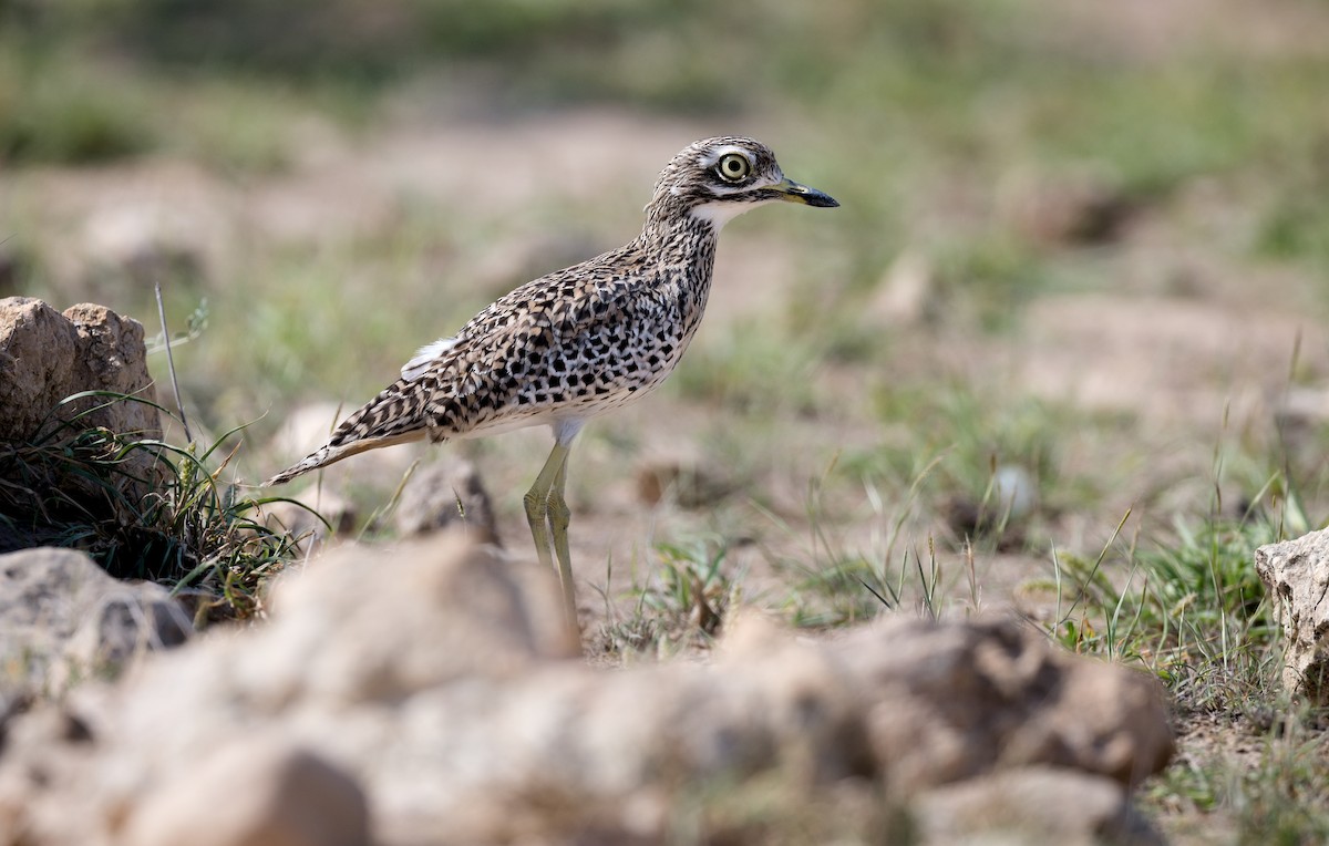 Spotted Thick-knee - ML615953404