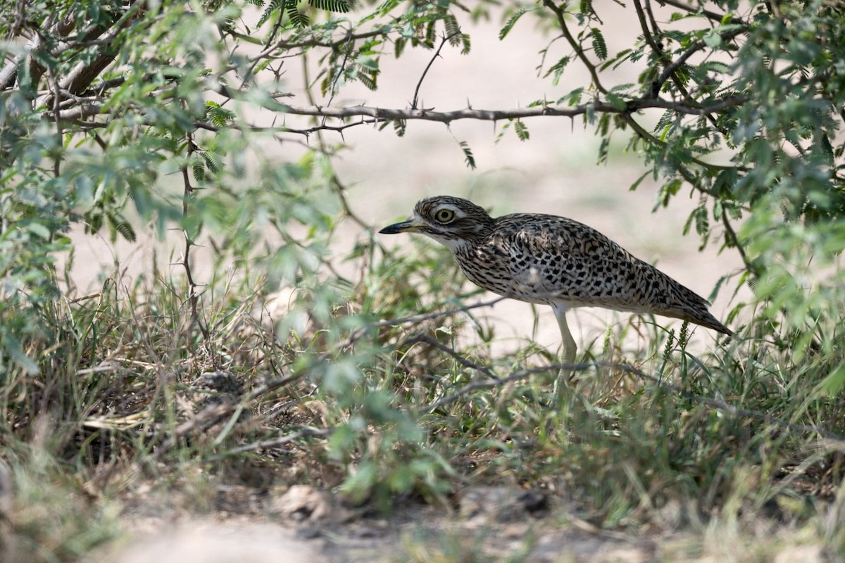 Spotted Thick-knee - ML615953409
