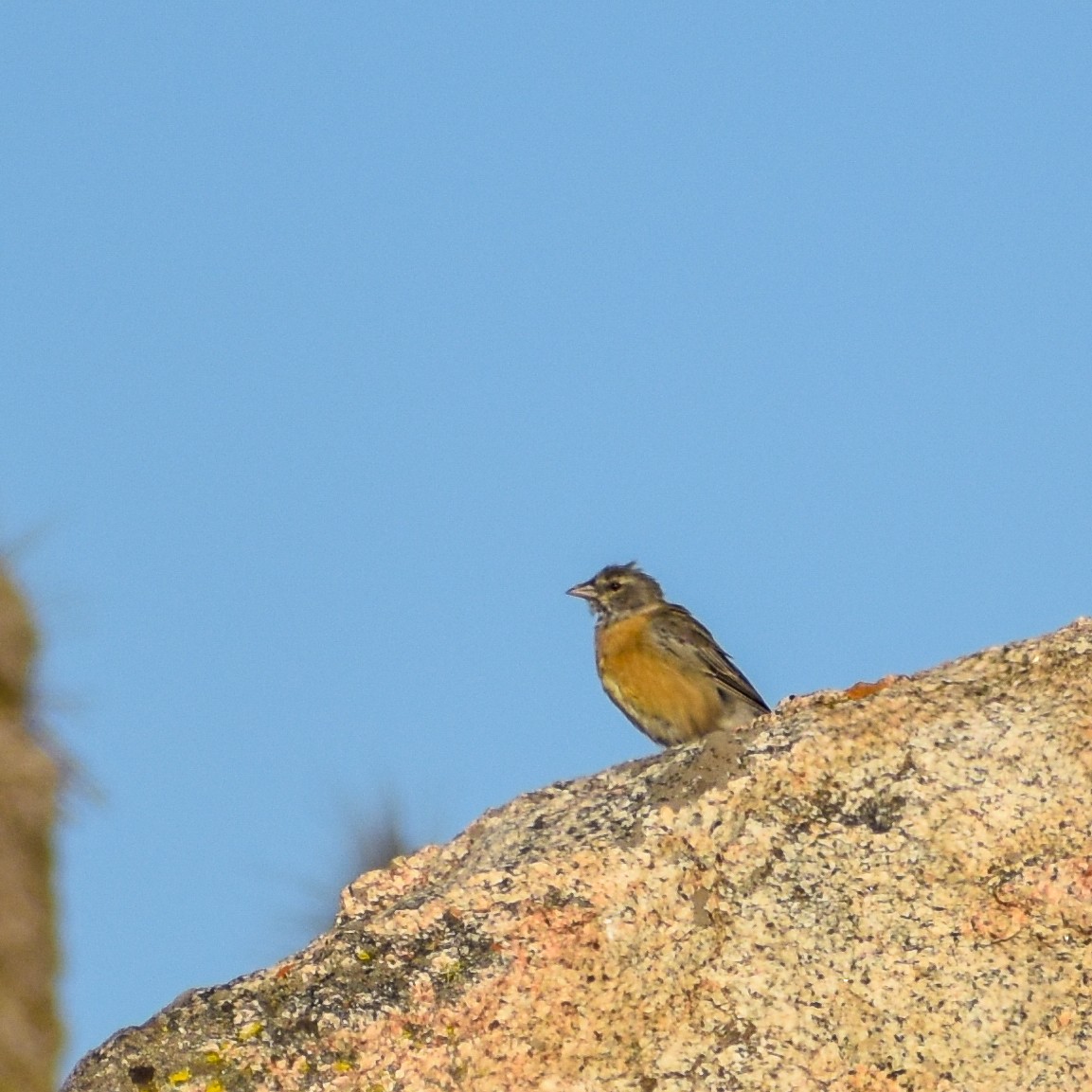 Gray-hooded Sierra Finch - ML615953420