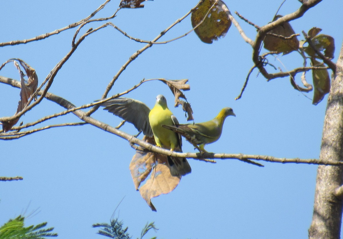 Yellow-footed Green-Pigeon - ML615953427