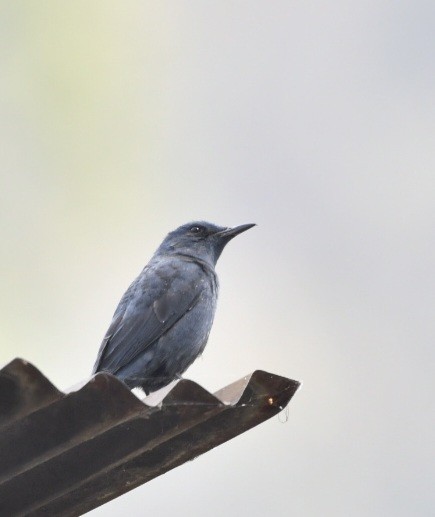 Blue Rock-Thrush - ML615953429