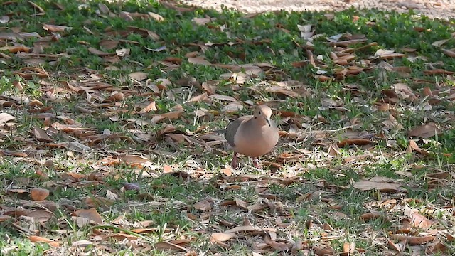 Mourning Dove - ML615953451