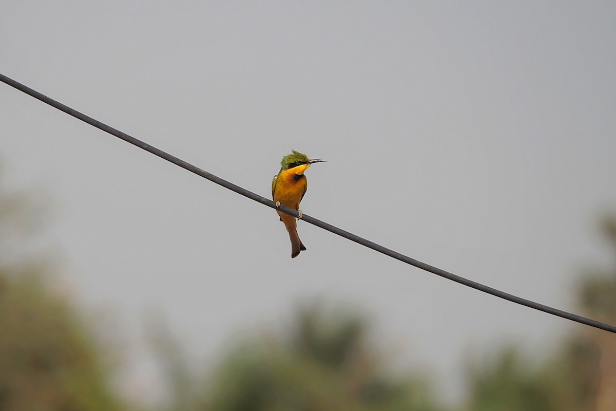 Little Bee-eater - Hasan Al-Farhan