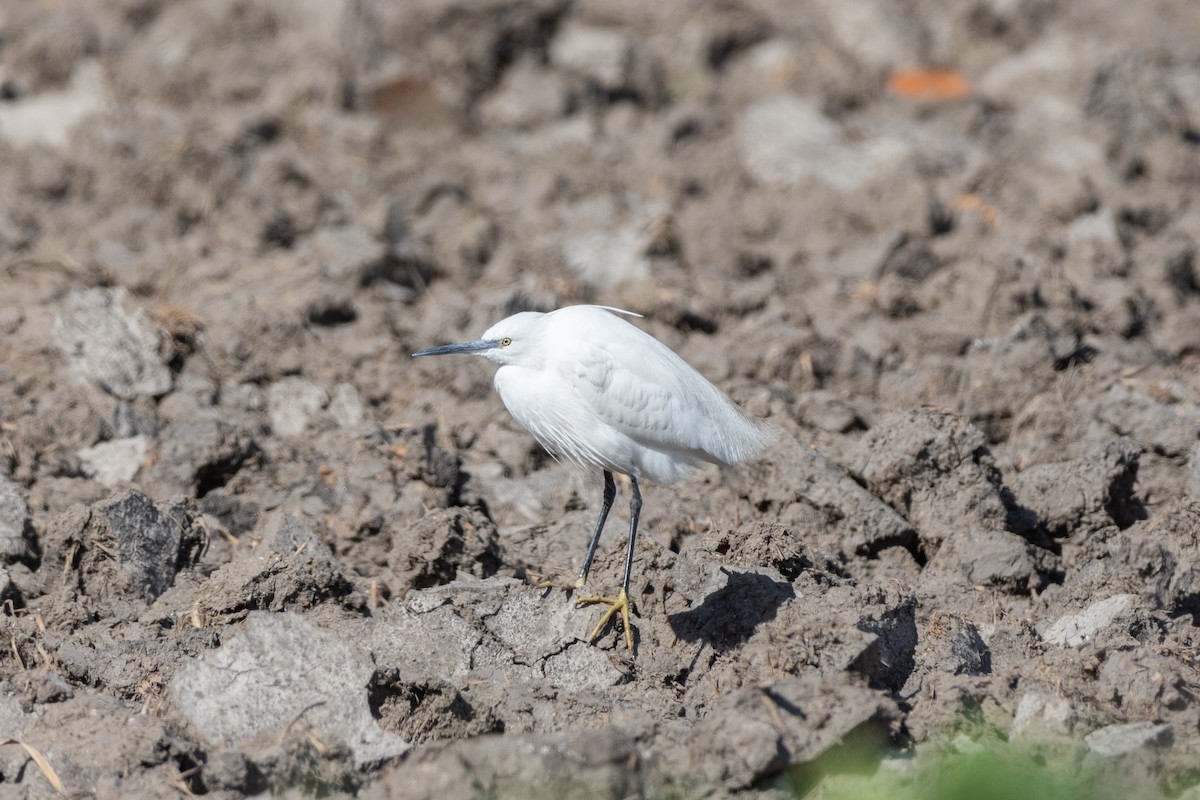 Little Egret - ML615953513