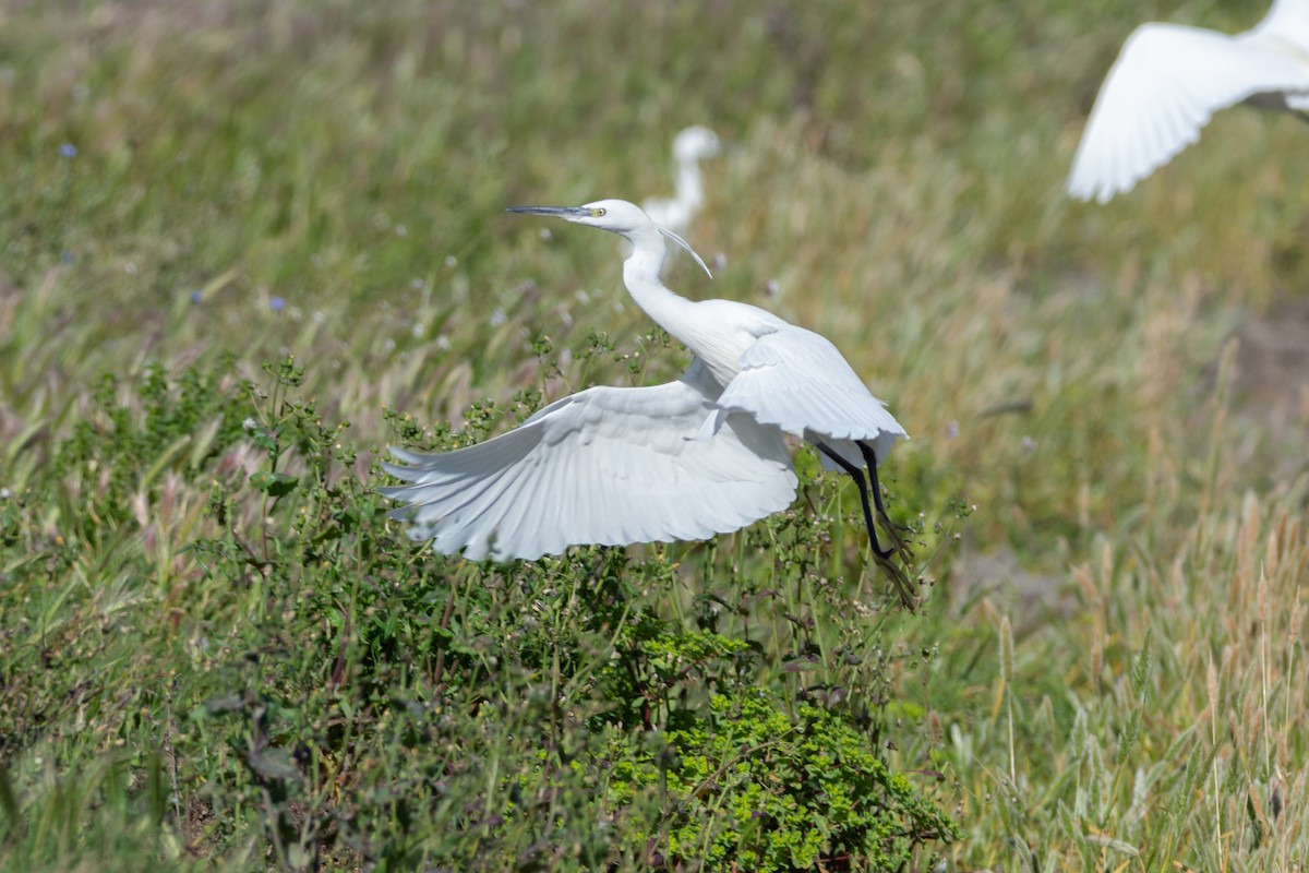 Little Egret - ML615953514