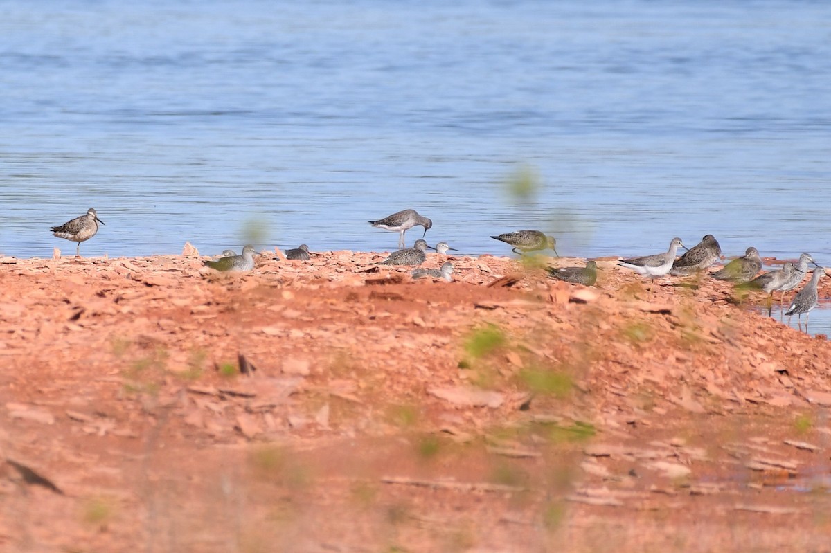 Long-billed Dowitcher - ML615953528