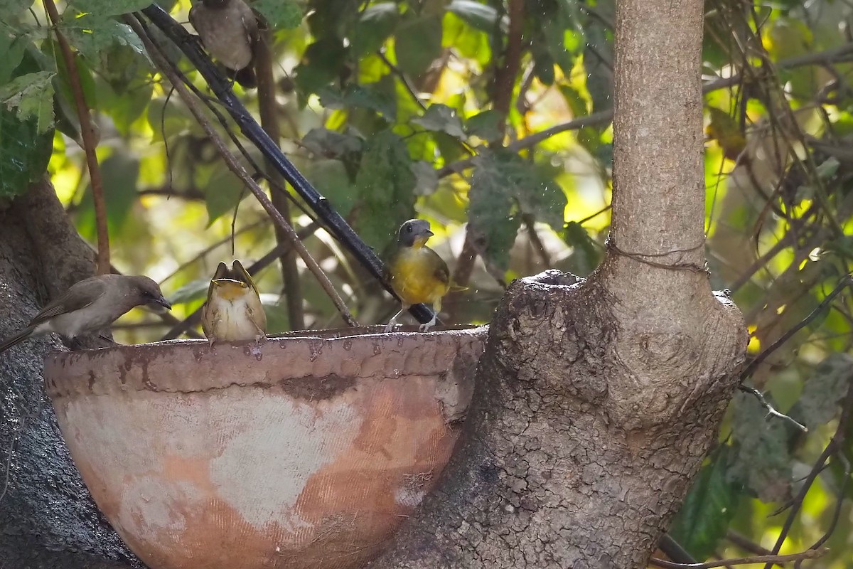 Gray-headed Bristlebill - ML615953555