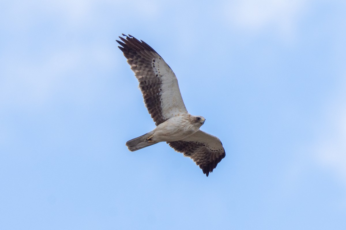 Booted Eagle - Sara Molina