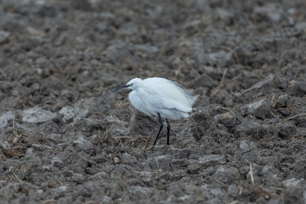 Little Egret - ML615953587