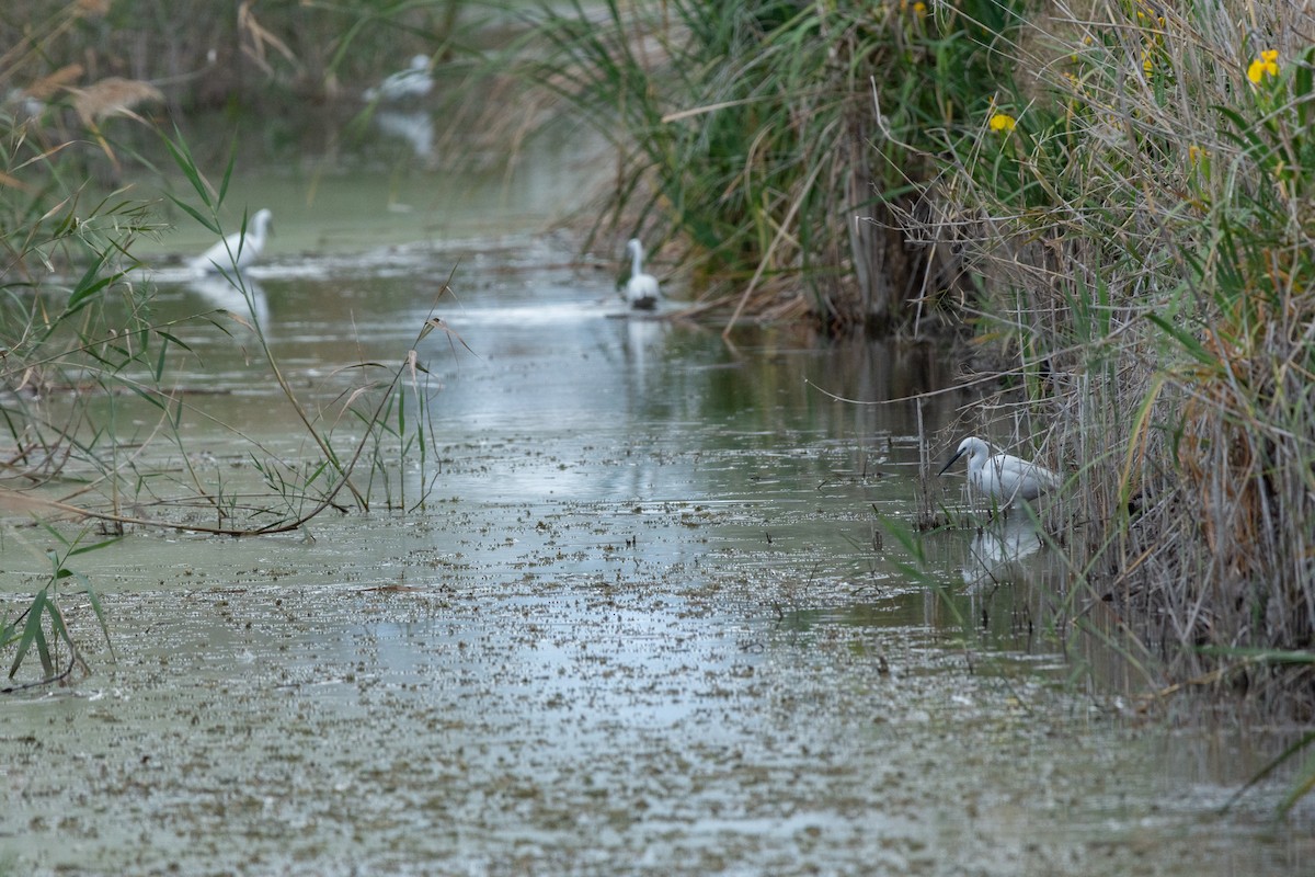 Little Egret - Sara Molina