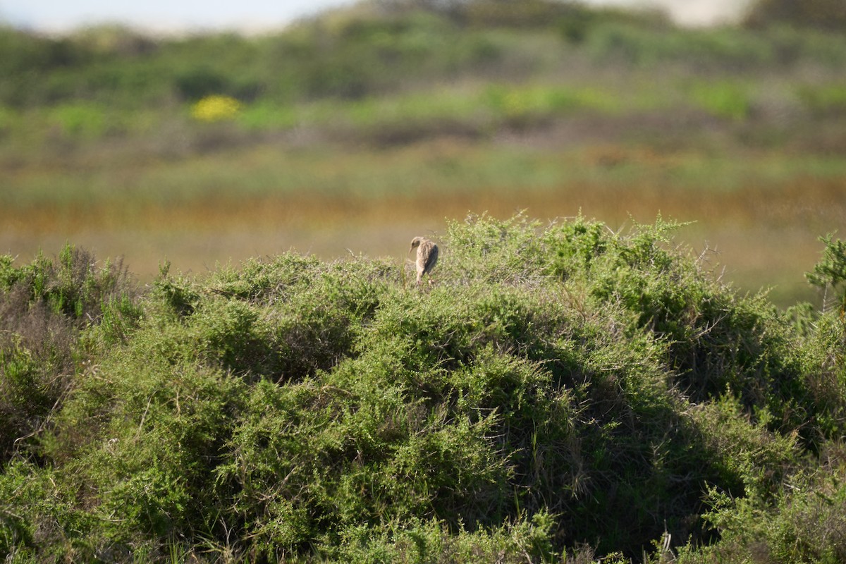 Western Meadowlark - ML615953619