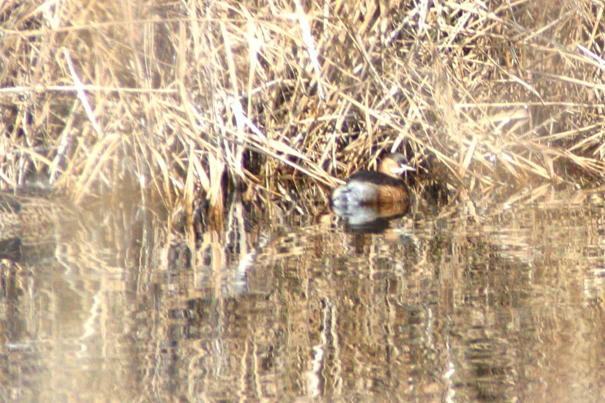 Little Grebe - Stephen and Felicia Cook