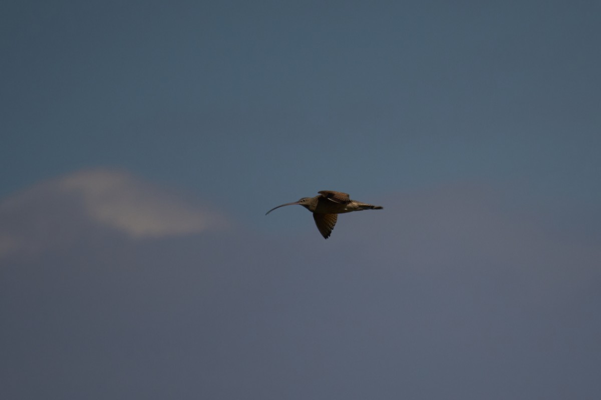 Marbled Godwit - Andrew Sheridan