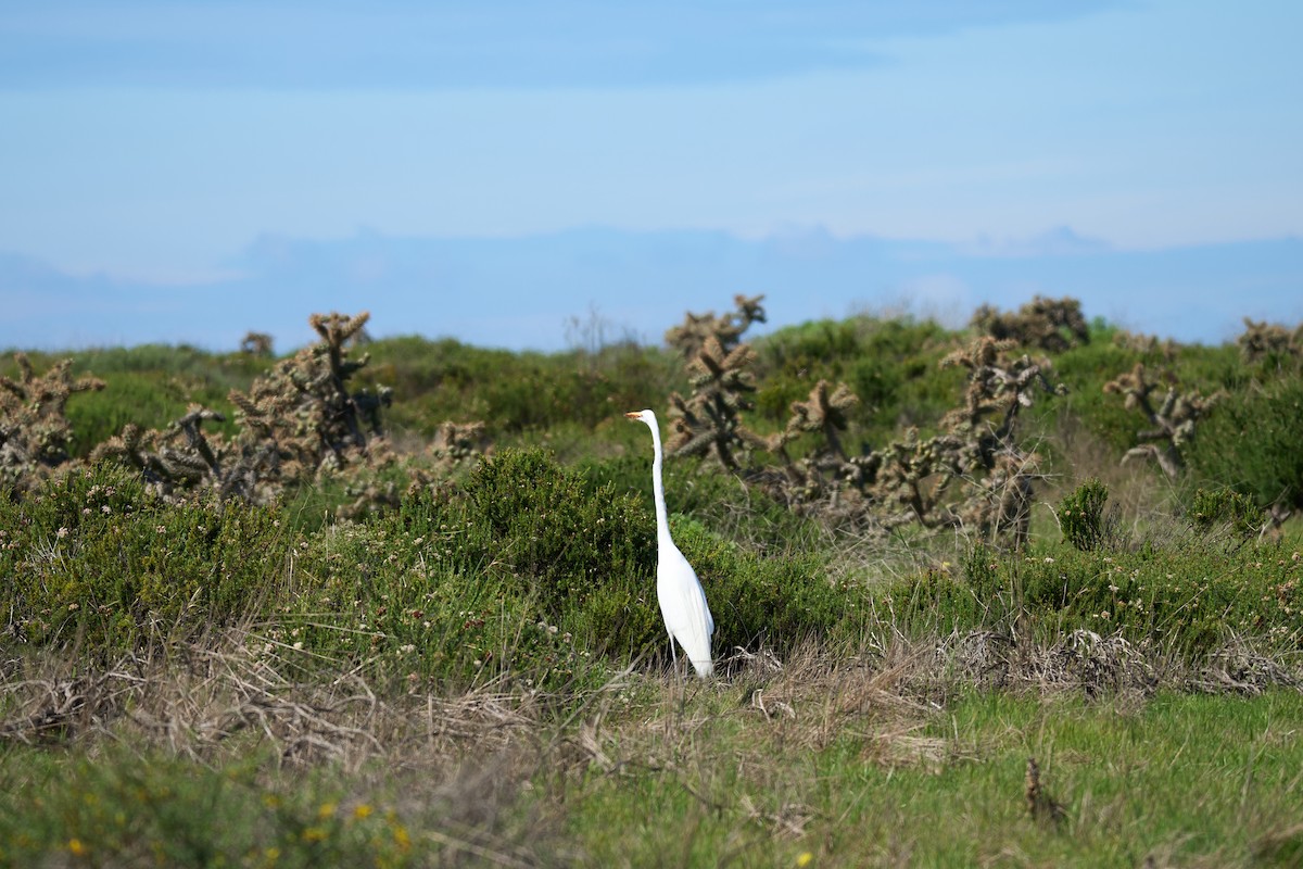 Great Egret - Andrew Sheridan