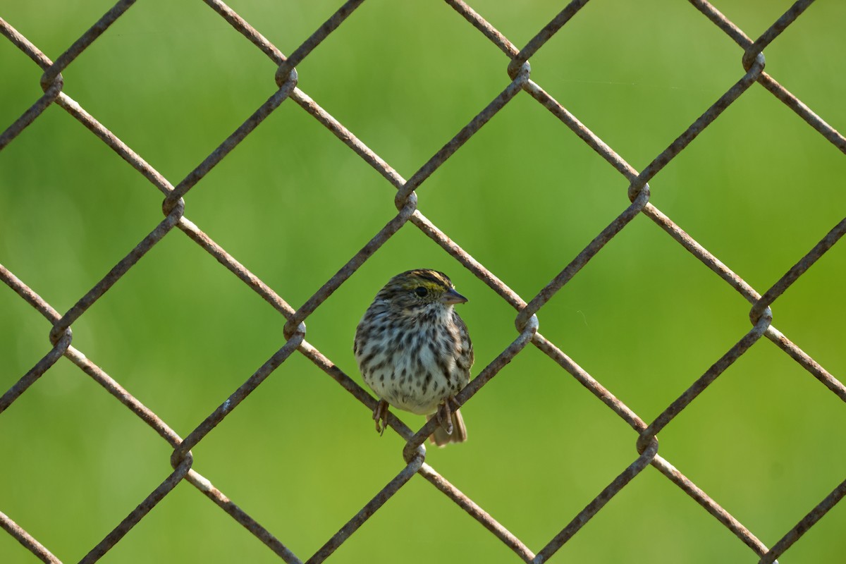 Savannah Sparrow - Andrew Sheridan