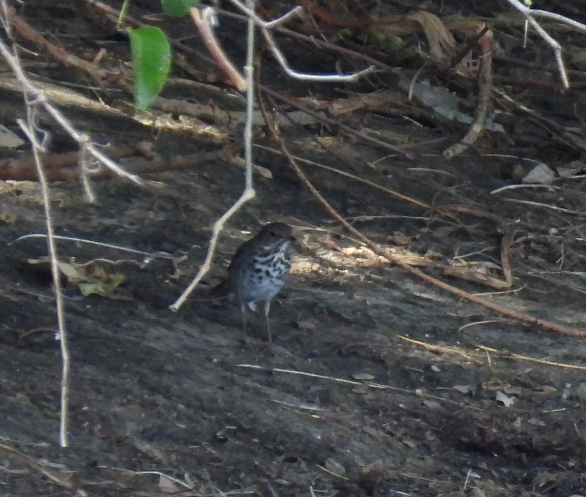 Hermit Thrush - Mary Tannehill