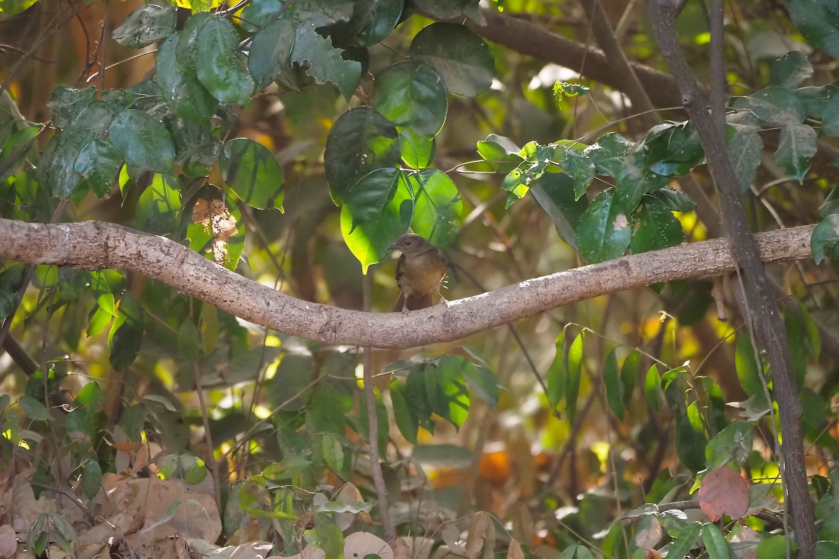 Little Greenbul - Hasan Al-Farhan