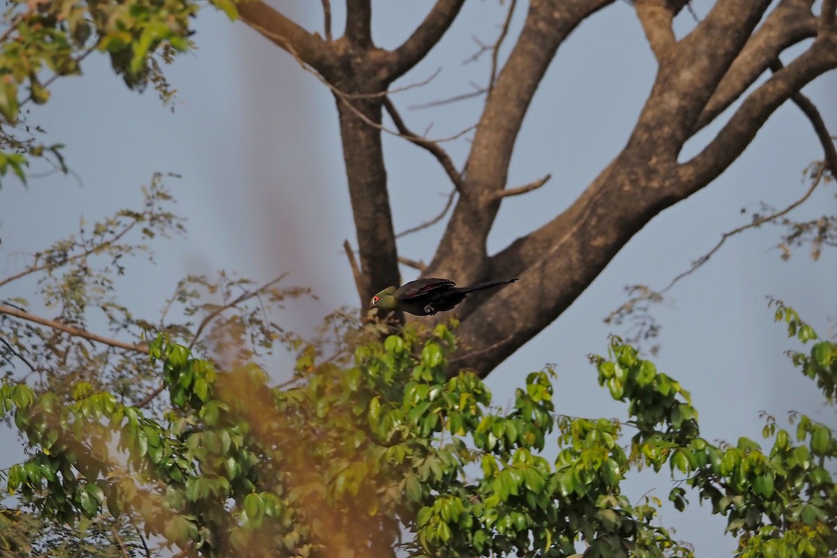 Guinea Turaco (Buffon's) - Hasan Al-Farhan