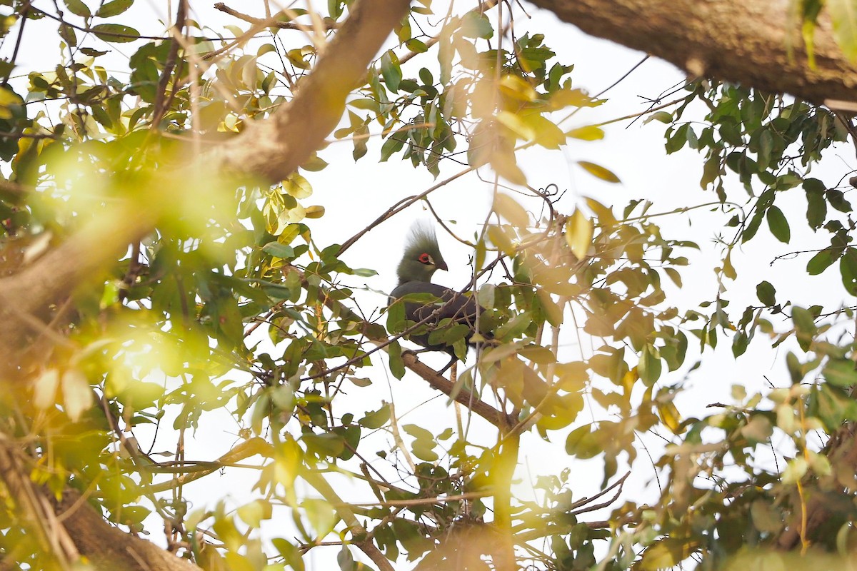 Guinea Turaco (Buffon's) - ML615953708