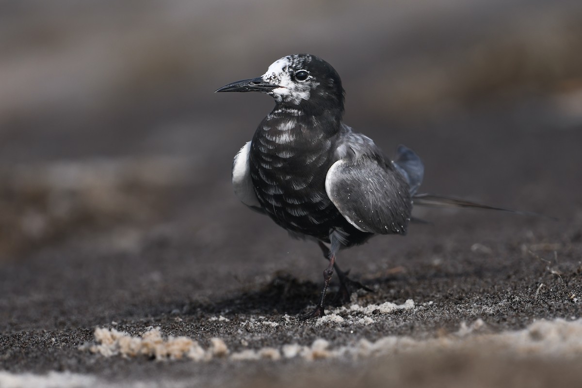 Black Tern - ML615953713