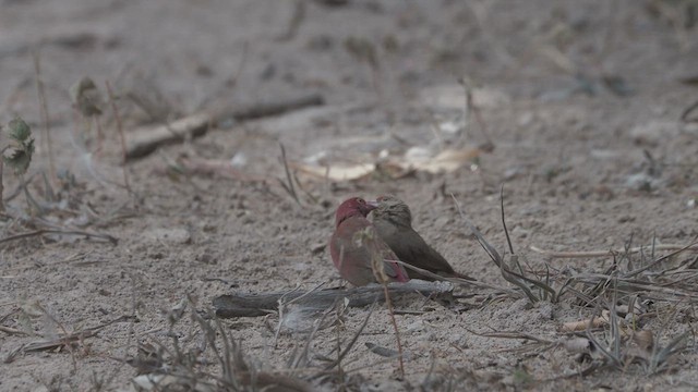 Red-billed Firefinch - ML615953719