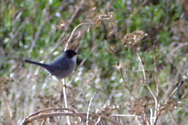 Sardinian Warbler - Stephen and Felicia Cook