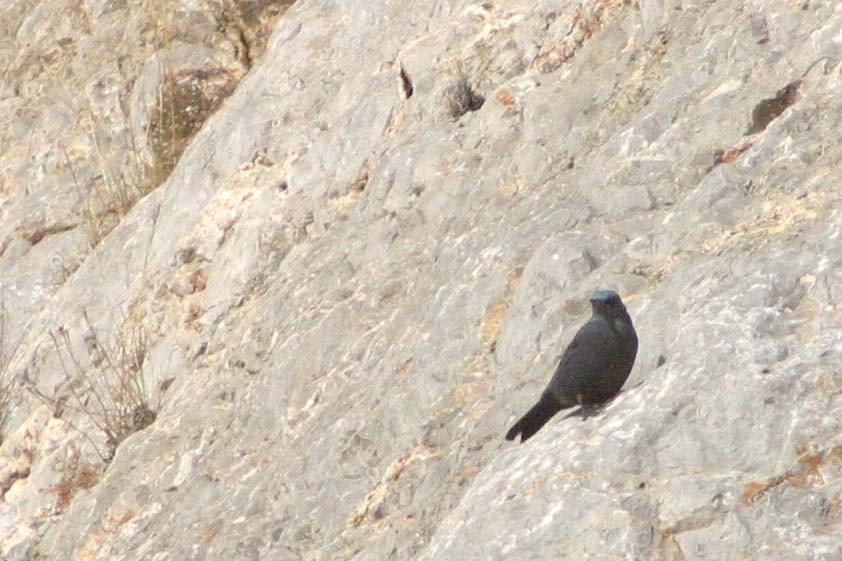 Blue Rock-Thrush - Stephen and Felicia Cook