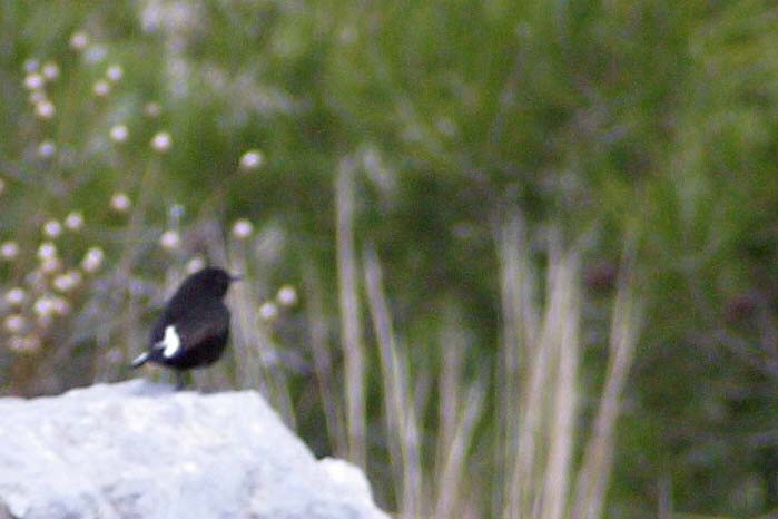 Black Wheatear - ML615953779