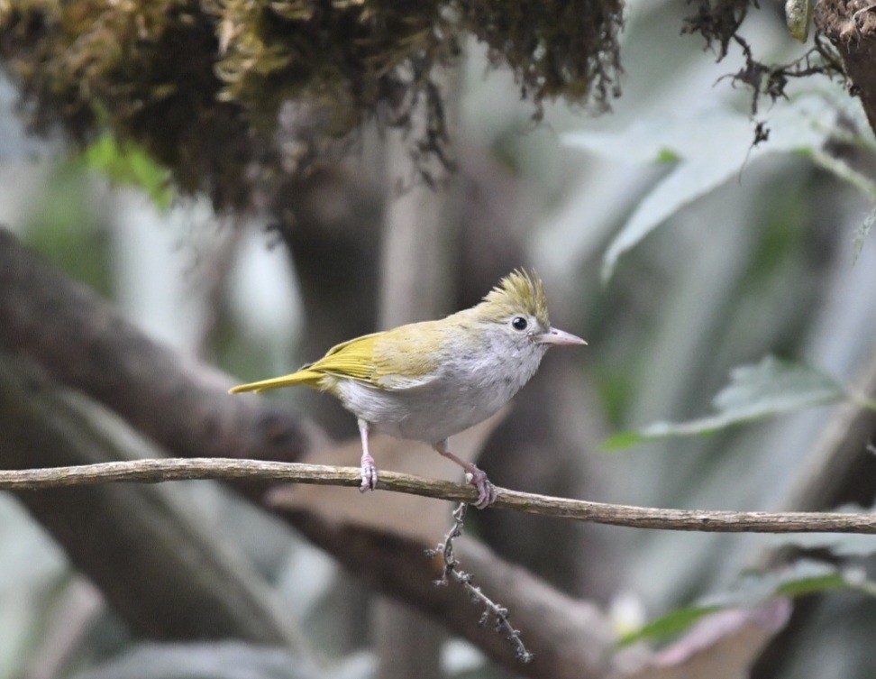 White-bellied Erpornis - ML615953798