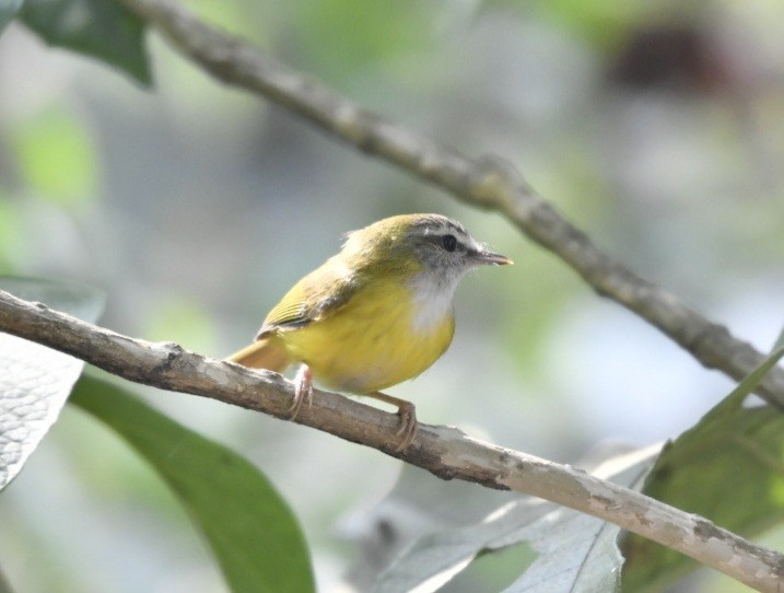 Yellow-bellied Warbler - ML615953822