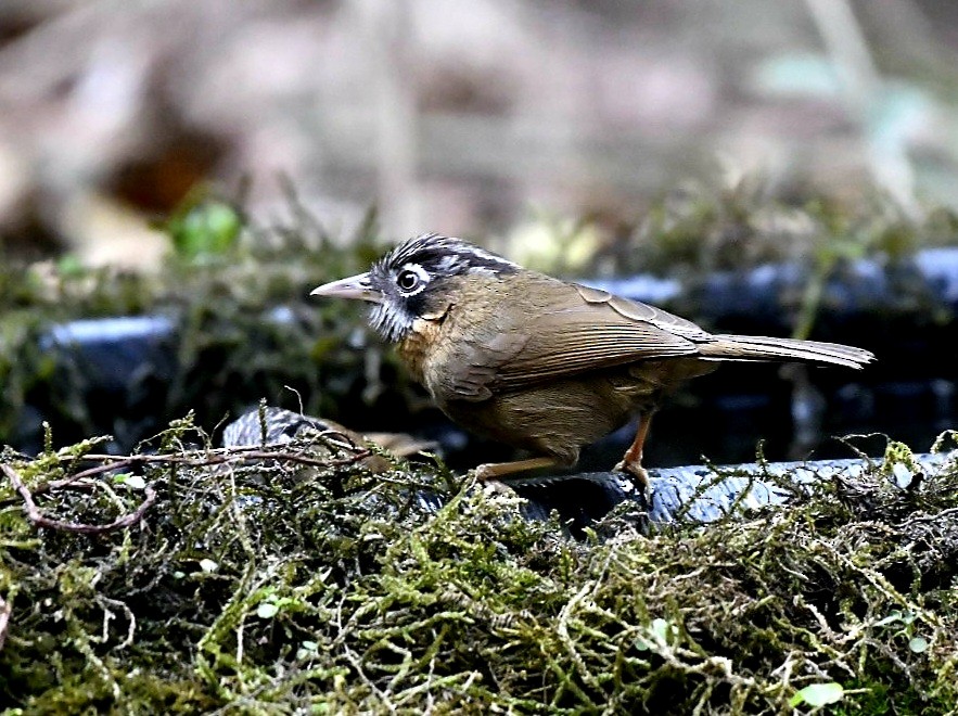 Gray-throated Babbler - ML615953825