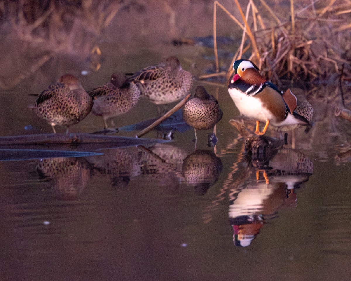 Mandarin Duck - ML615953840