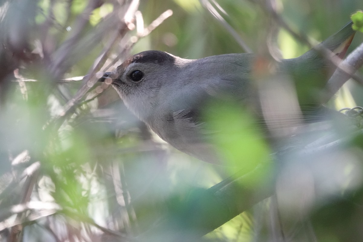 Gray Catbird - ML615953857