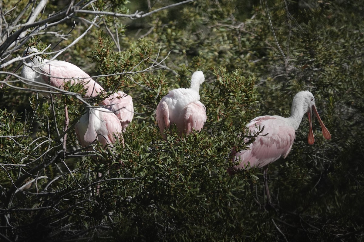 Roseate Spoonbill - Erica Rutherford/ John Colbert