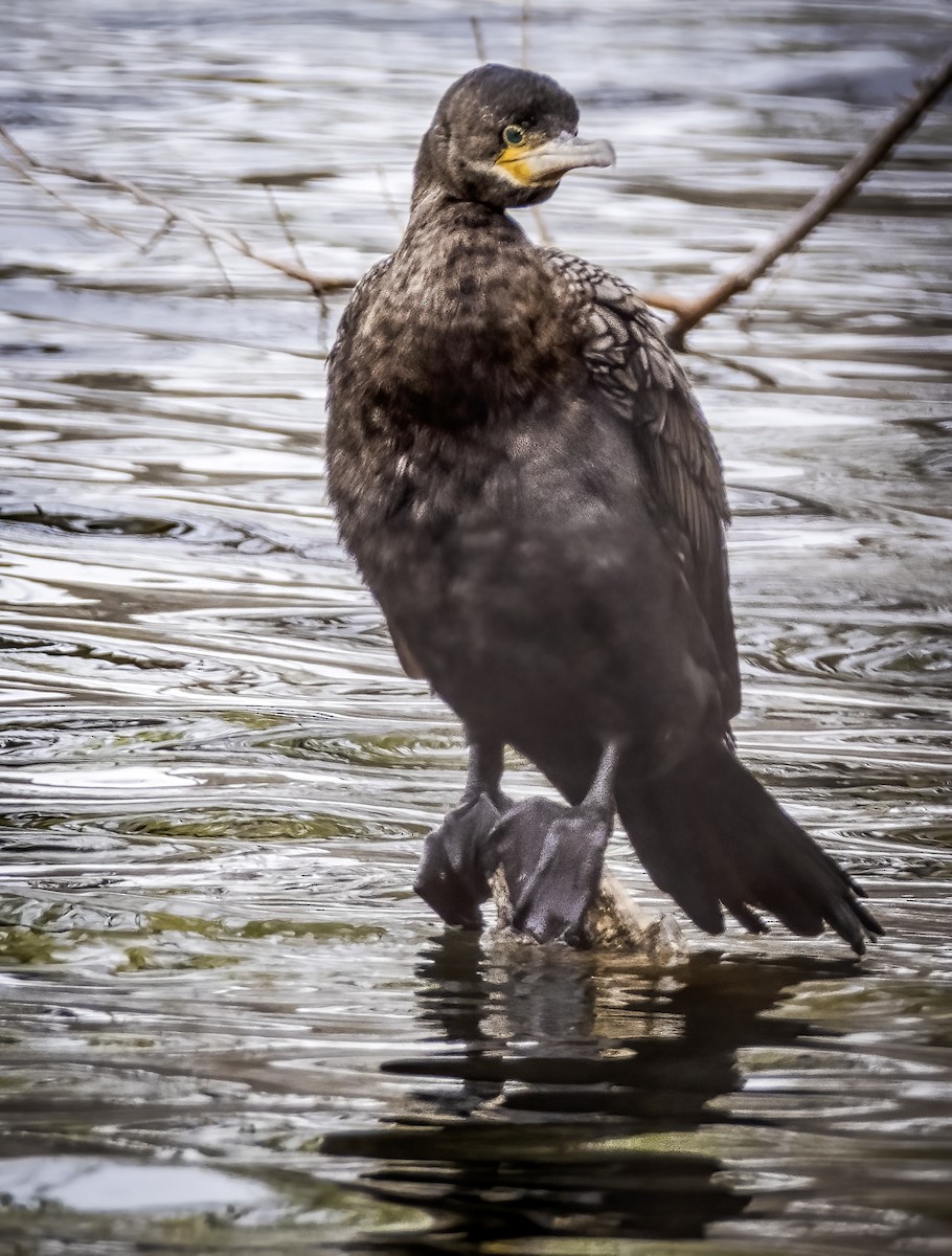 Neotropic Cormorant - ML615953922