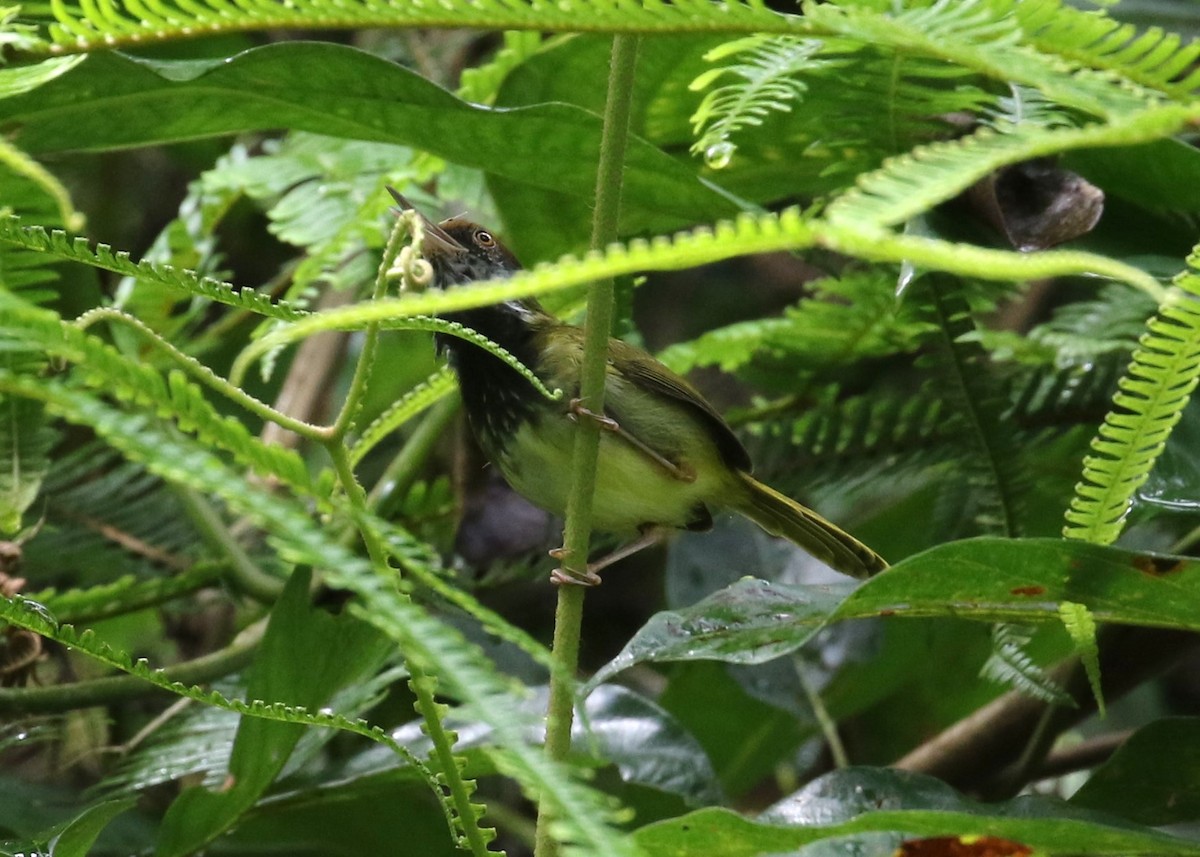 Dark-necked Tailorbird - ML615953967