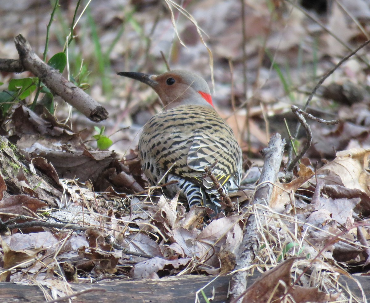 Northern Flicker - ML615954012