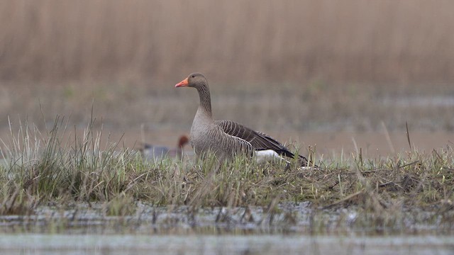 Graylag Goose - ML615954049