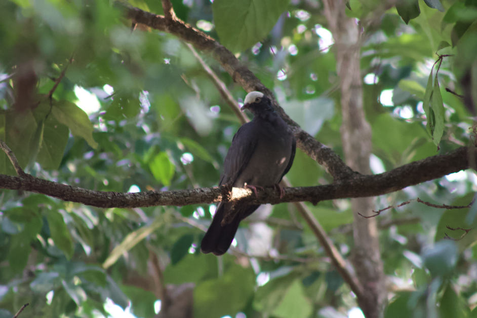 White-crowned Pigeon - ML615954110