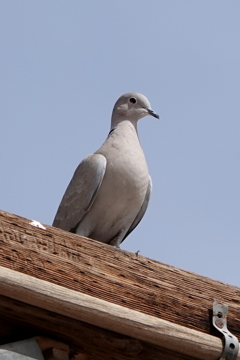 Eurasian Collared-Dove - ML615954111