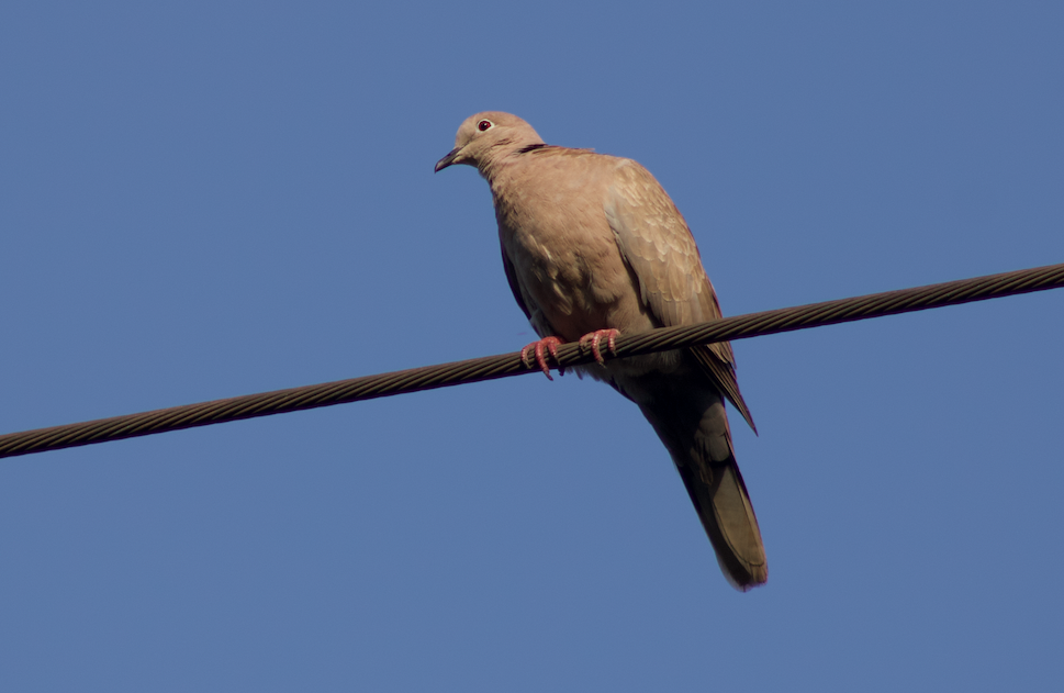 Eurasian Collared-Dove - ML615954128