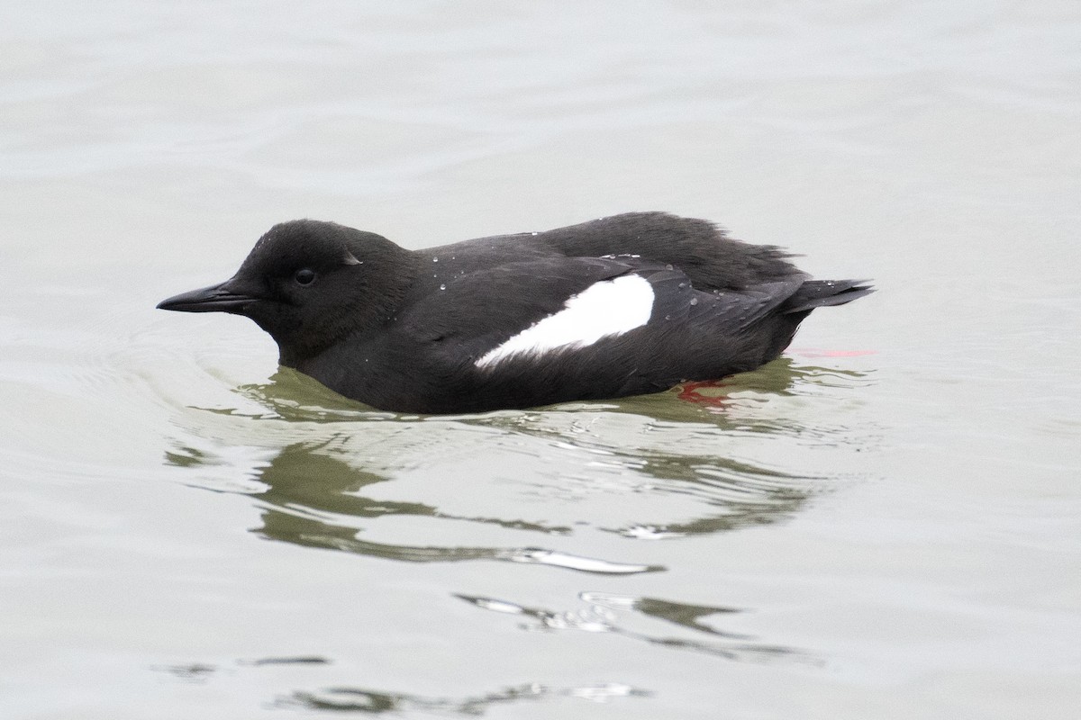 Black Guillemot - ML615954139