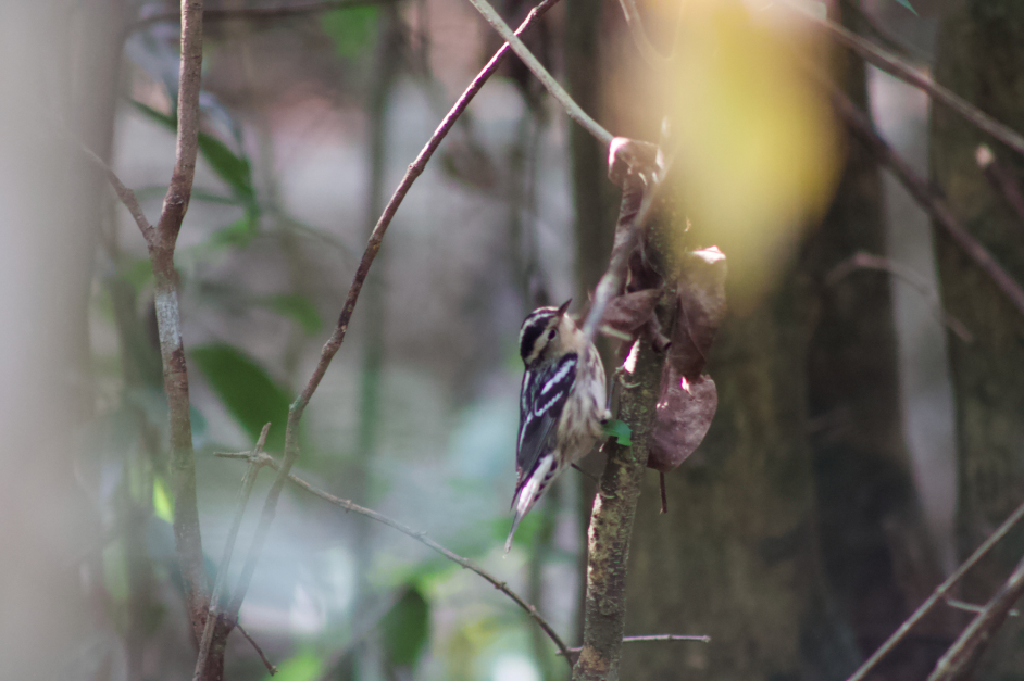Black-and-white Warbler - ML615954140