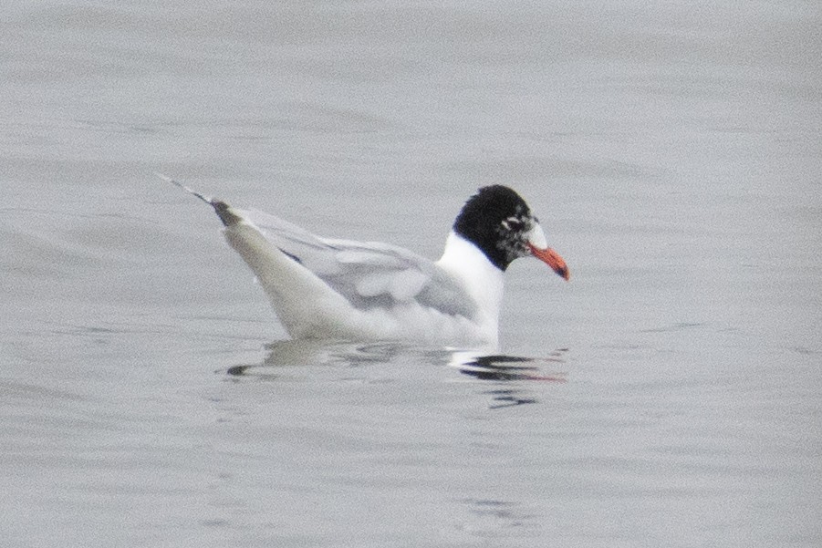 Gaviota Cabecinegra - ML615954141