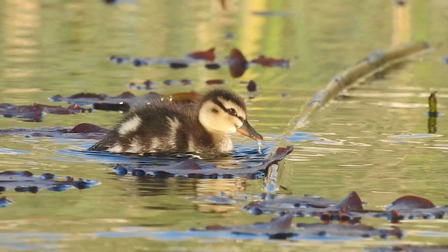 Mallard - ML615954157