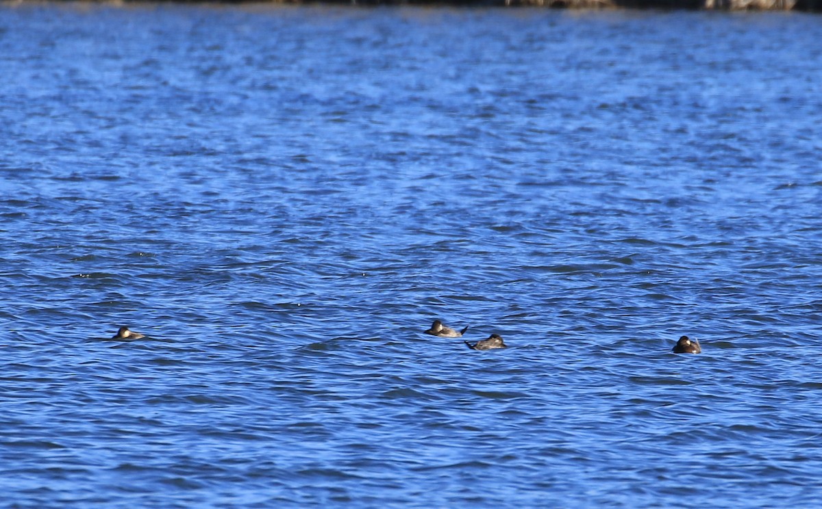 Ruddy Duck - ML615954184