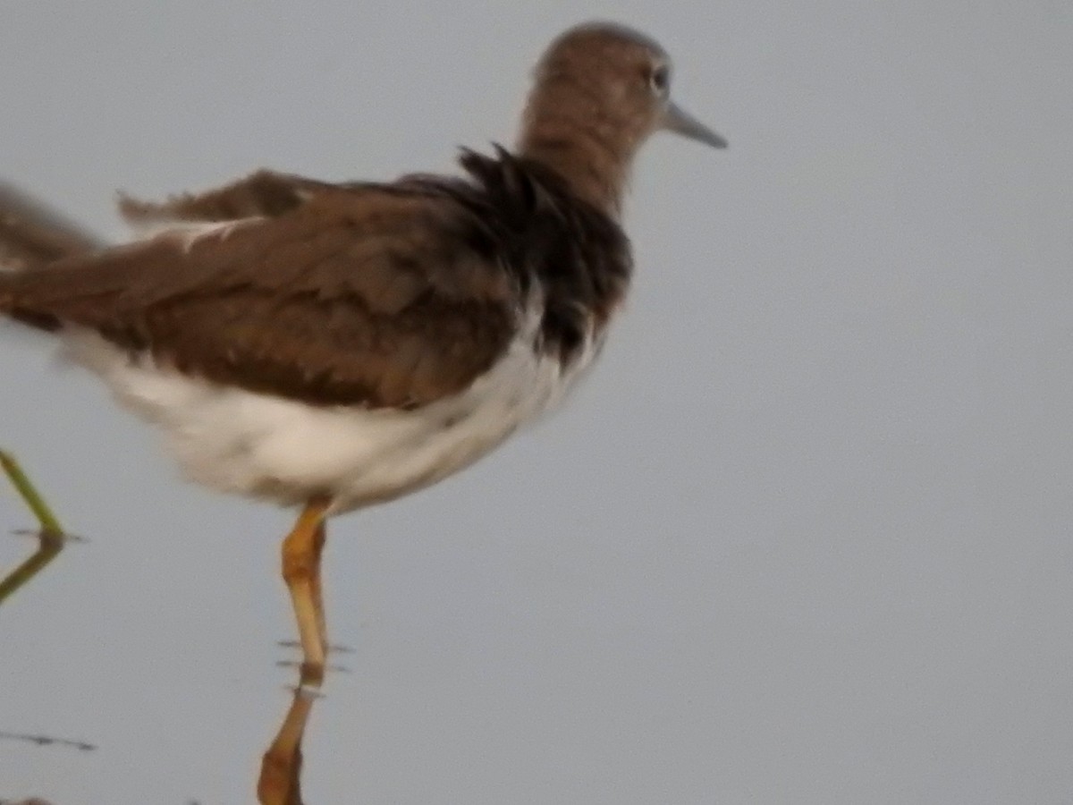 Common Sandpiper - ML615954241