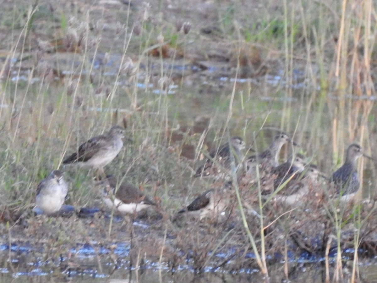 Green Sandpiper - ML615954265