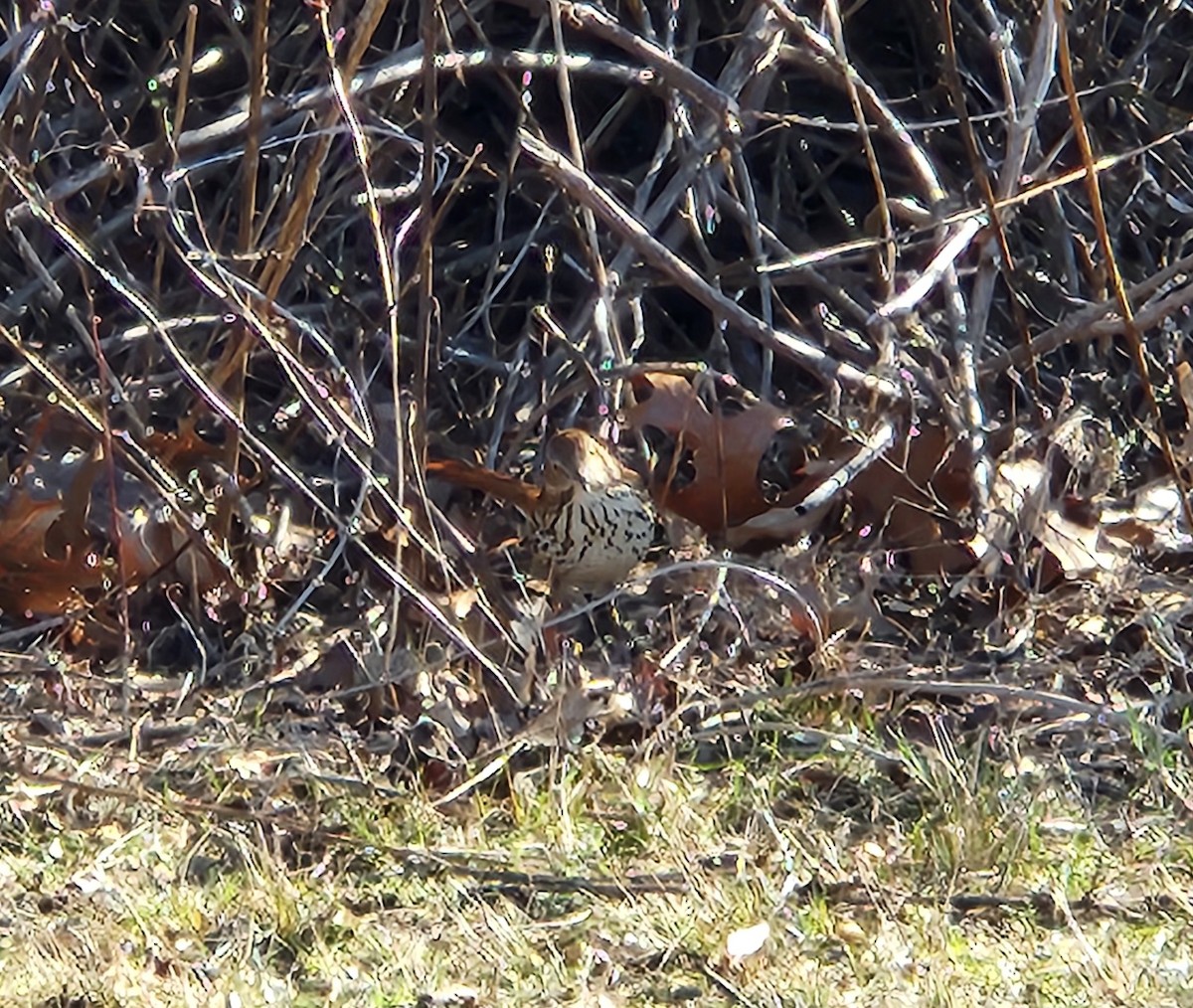 Brown Thrasher - ML615954302