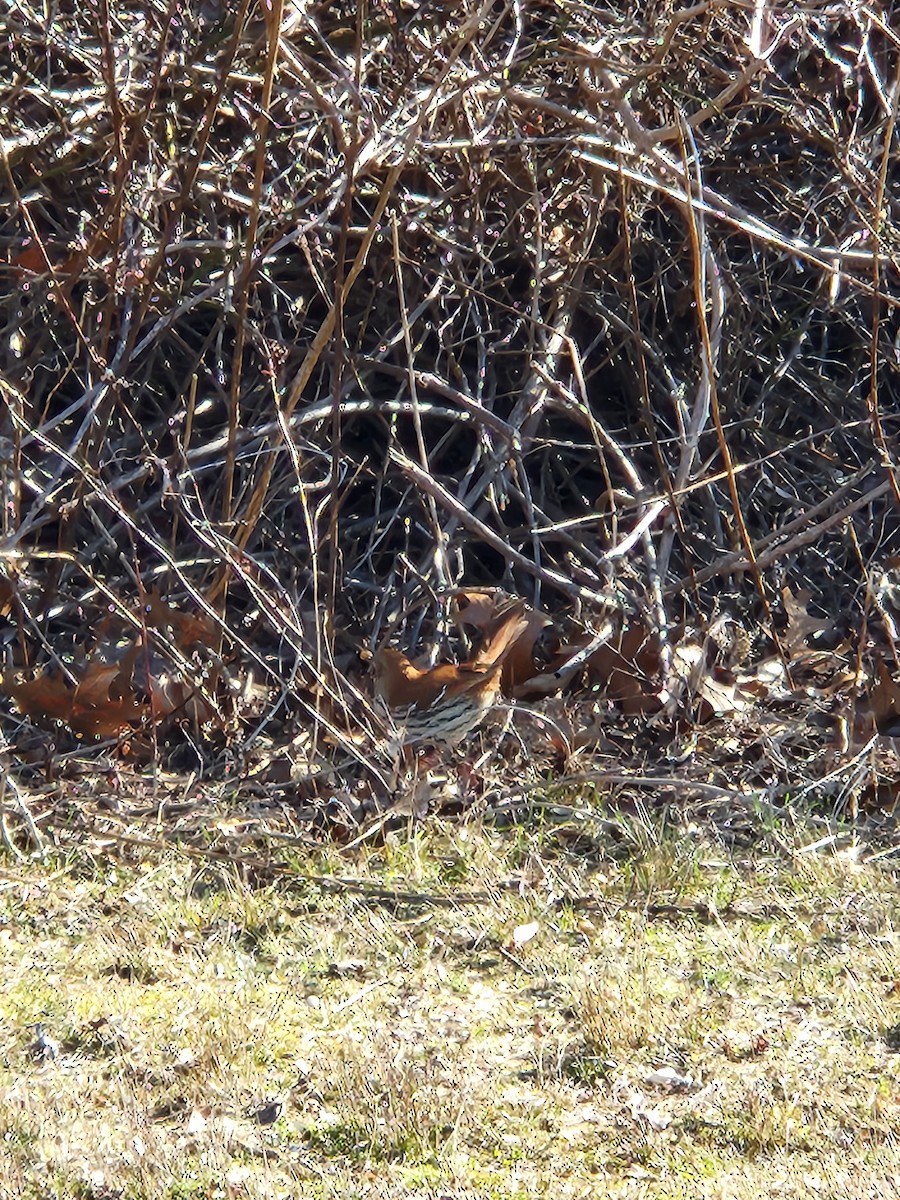 Brown Thrasher - ML615954304